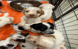 Cocker Spaniel dogs for sale: Working cocker spainel puppies  - Advert 29