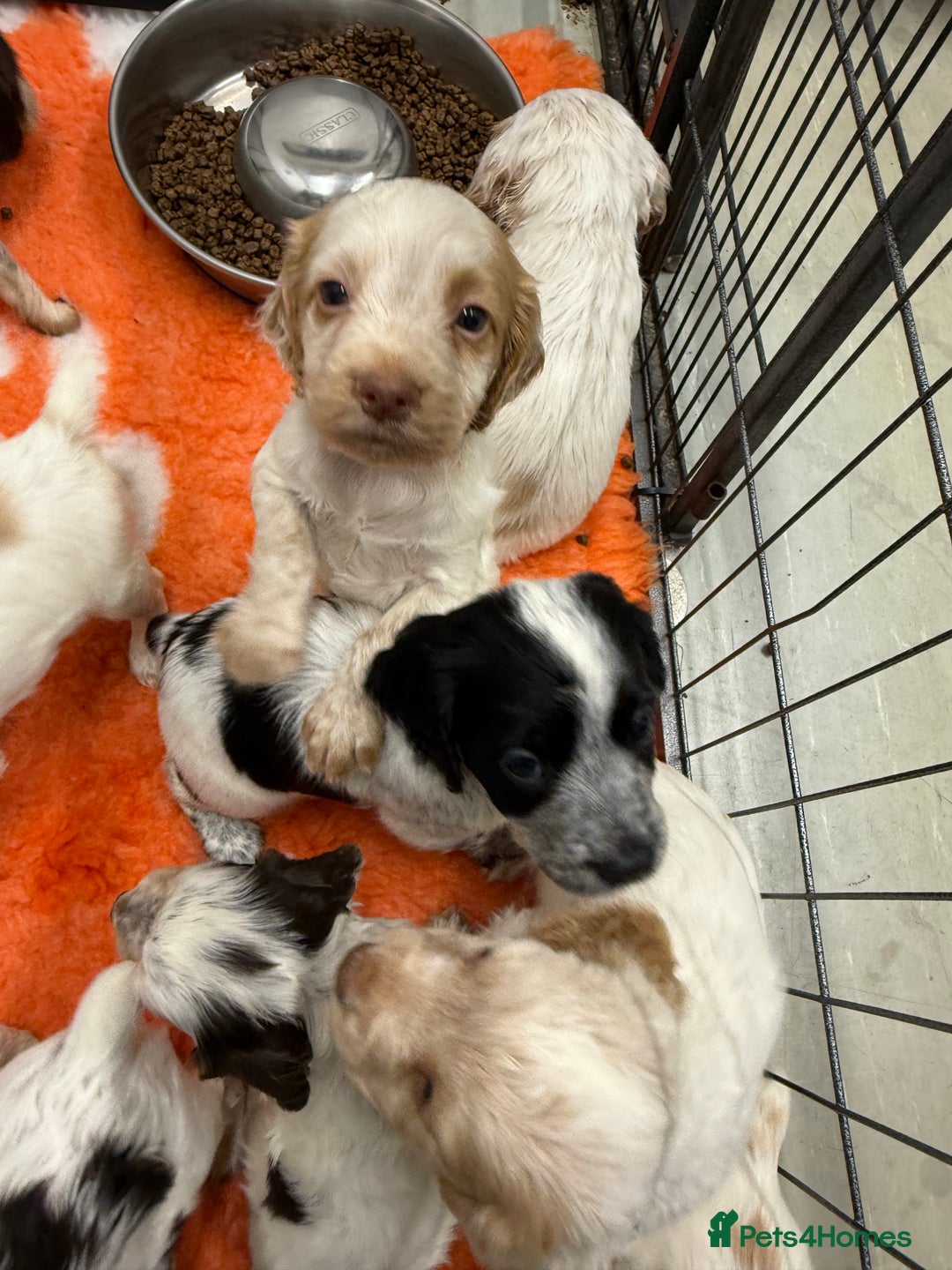 Cocker Spaniel dogs for sale: Working cocker spainel puppies  - Advert 29