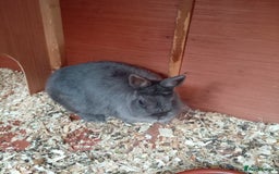 Netherland Dwarf rabbits for sale: Netherland dwarf rabbit  - Image 2