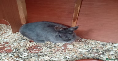 Netherland Dwarf rabbits - Advert 4