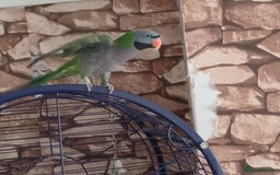 Parakeets birds for sale: Derbyan says hello, mimicks noises,chats away - Image 2