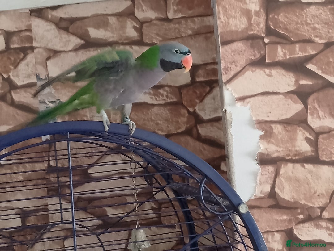 Parakeets birds for sale: Derbyan says hello, mimicks noises,chats away - Image 2