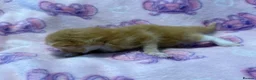Mixed Breed cats for sale: Stunning Kittens for Sale  - Advert 15