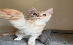 Maine Coon cats for sale: Stunning Maine coon kittens - Image 18