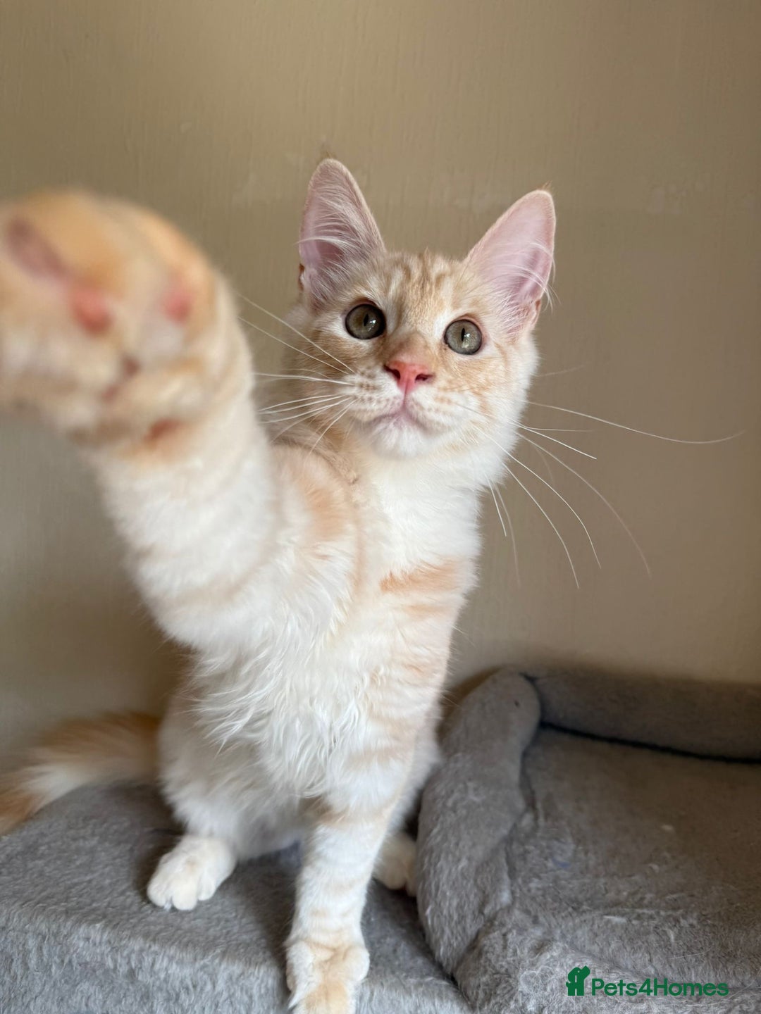 Maine Coon cats for sale: Stunning Maine coon kittens - Image 18