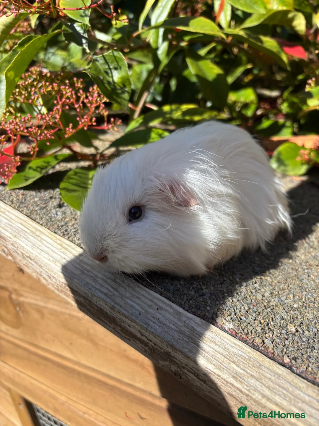 Guinea Pig rodents for sale: Californian guinea pigs  - Advert 3