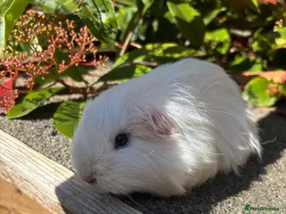 Guinea Pig rodents Californian guinea pigs - Advert 7
