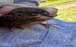 Mixed Breed birds for sale: Coturnix Quail eggs - Image 4