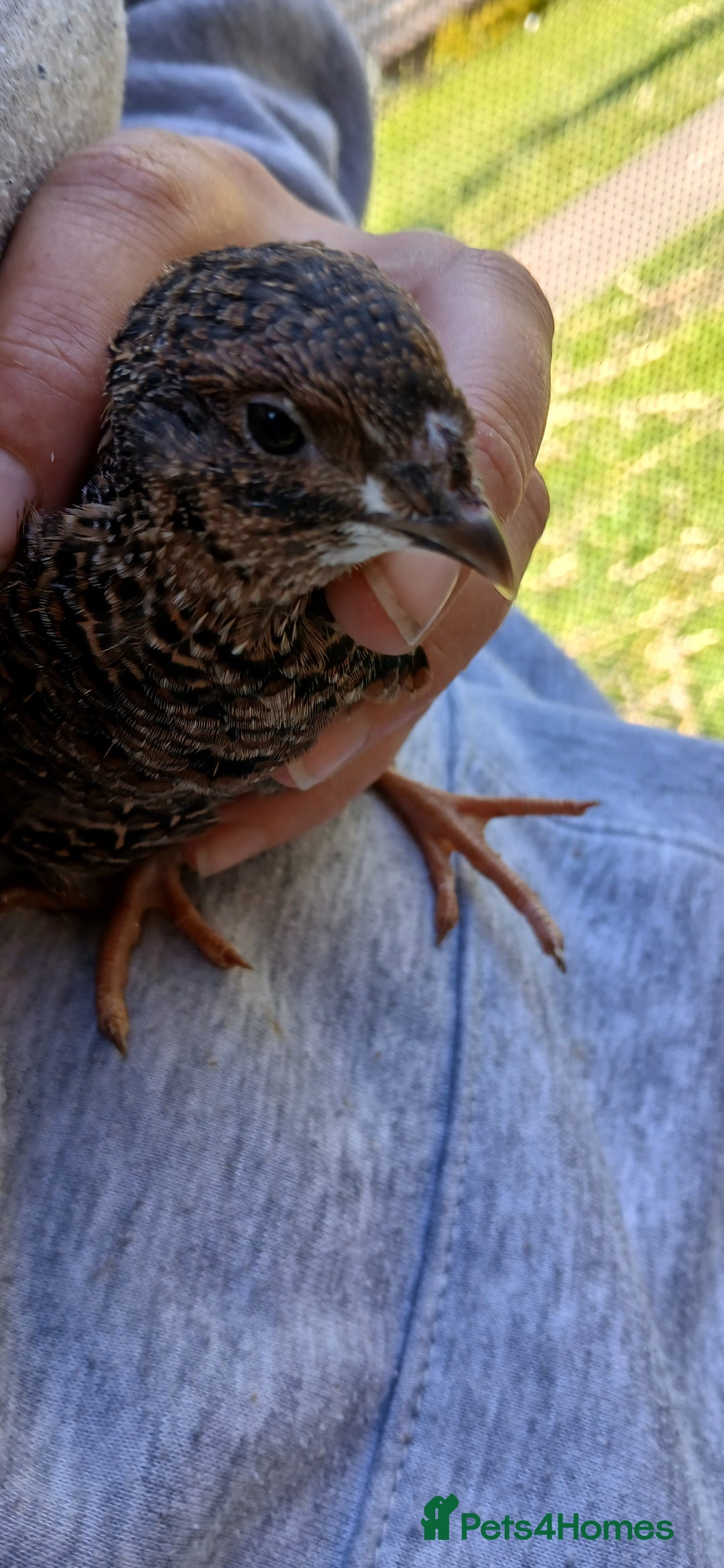 Mixed Breed birds for sale: Coturnix Quail eggs - Image 4