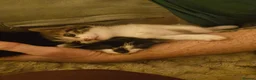 Mixed Breed cats for sale: 2 Kittens For Sale - Advert 10
