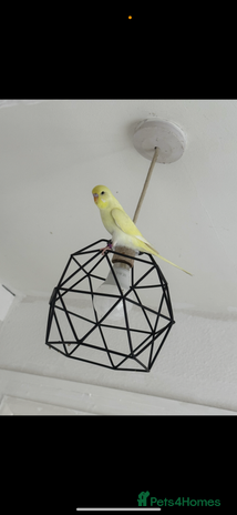 Budgerigars birds - Advert 1