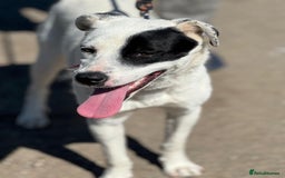 Mixed Breed dogs for adoption: LUCY - a Superb young Girl for a Loving Home - Image 18
