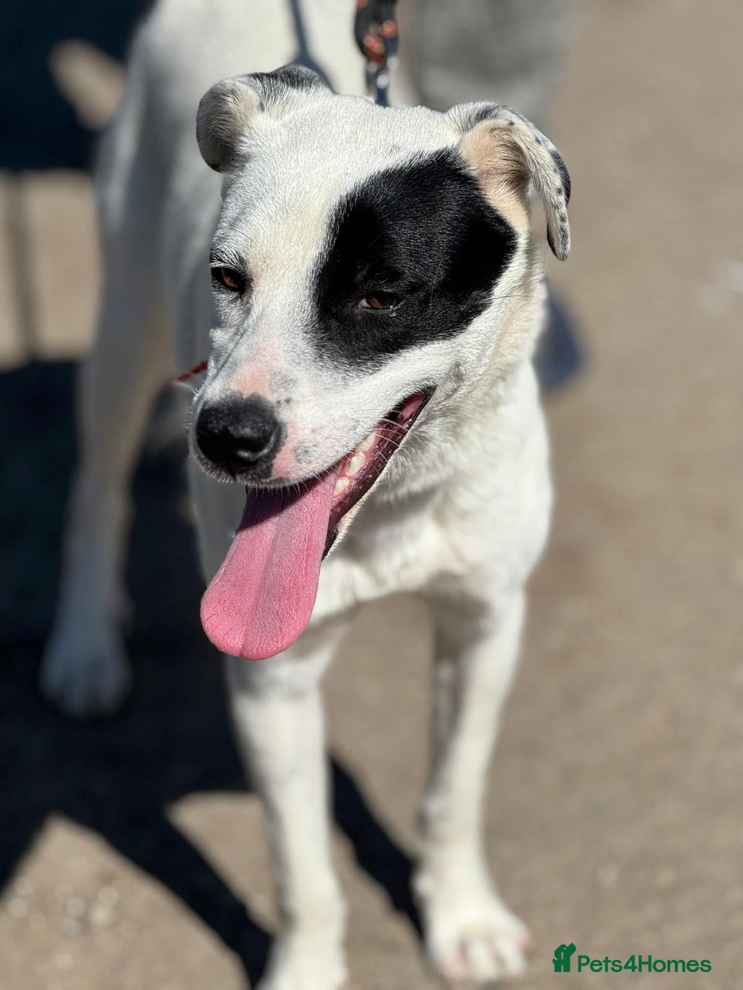 Mixed Breed dogs for adoption: LUCY - a Superb young Girl for a Loving Home - Image 18
