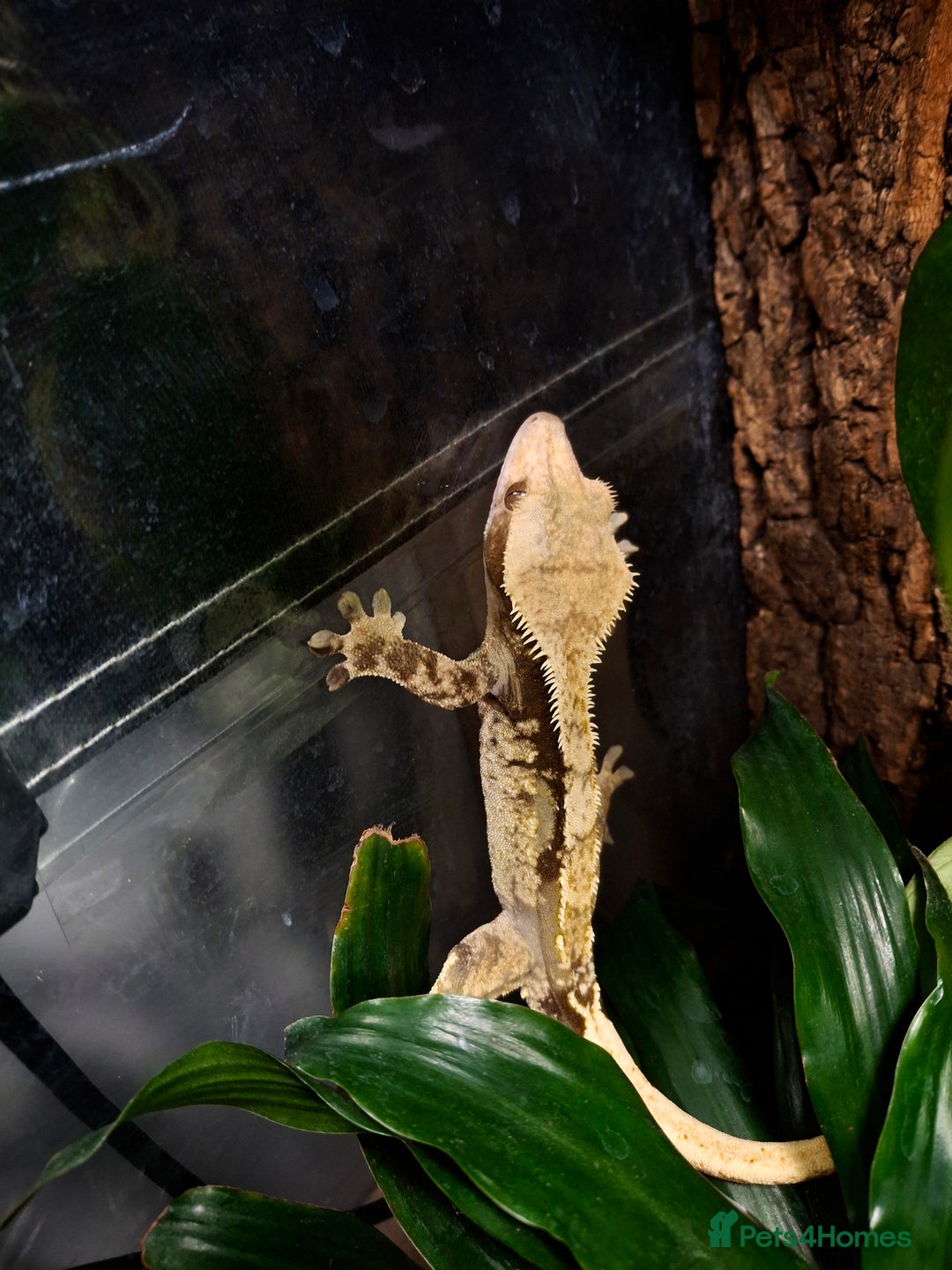 Gecko reptiles for sale: Crested gecko male - Image 6