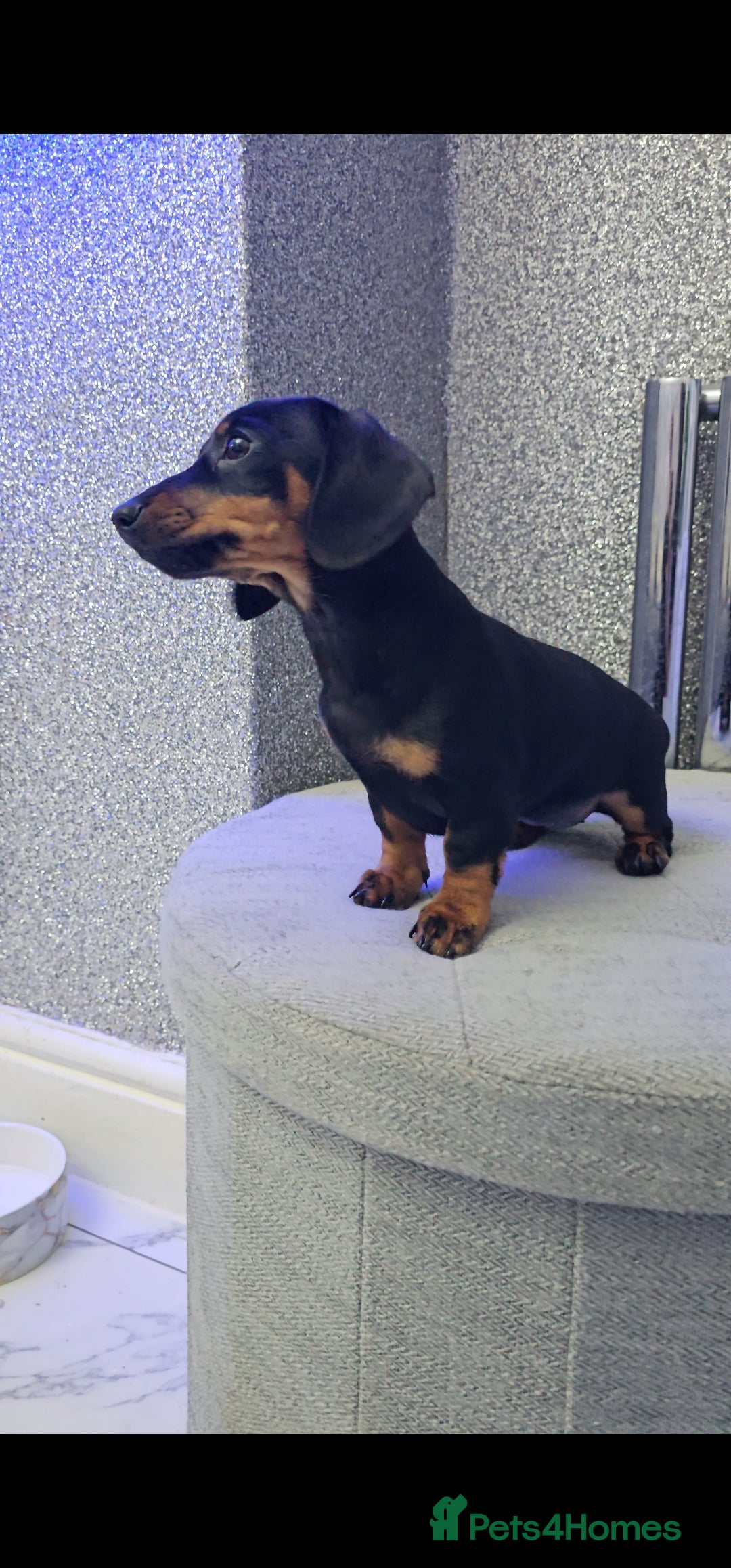 Miniature Dachshund dogs for stud: Miniature Dachshund Isabella dapple stud  - Advert 20