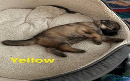 German Shepherd dogs for sale: KC Registered German Shepherd Puppies - Image 23