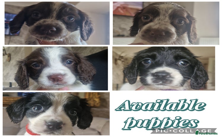 Sprocker dogs - Advert 7