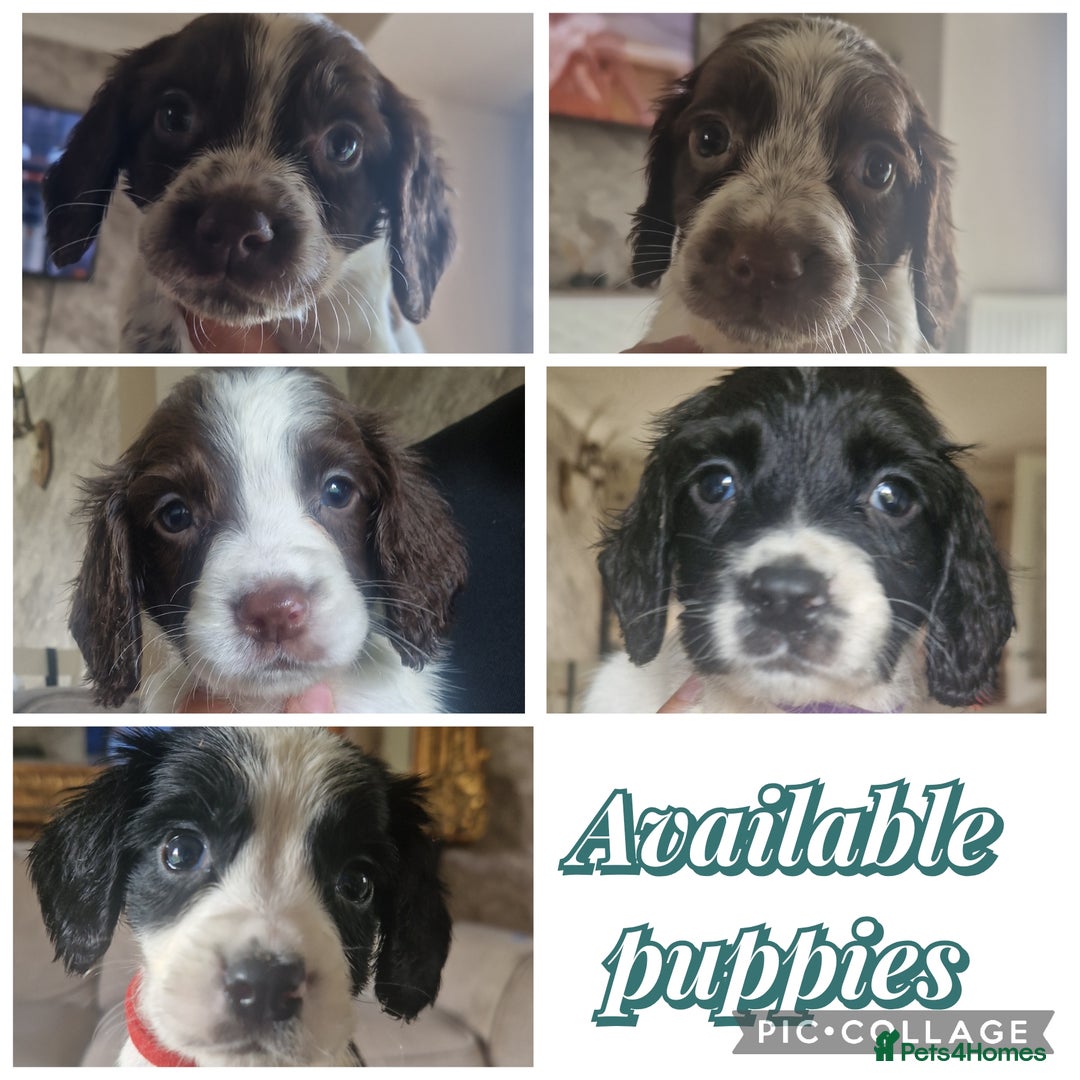 Sprocker dogs for sale: Beautiful litter of sprocker puppies - Image 3