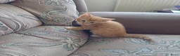 Mixed Breed cats for sale: Six boys and one girl😍😍😍 - Advert 12