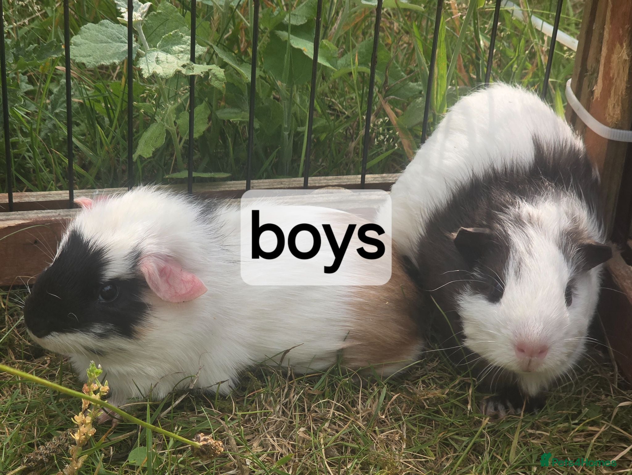 Guinea Pig rodents Mixed pairs of guinea pigs available  - Advert 1