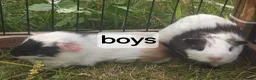 Guinea Pig rodents for sale: Mixed pairs of guinea pigs available  - Advert 1