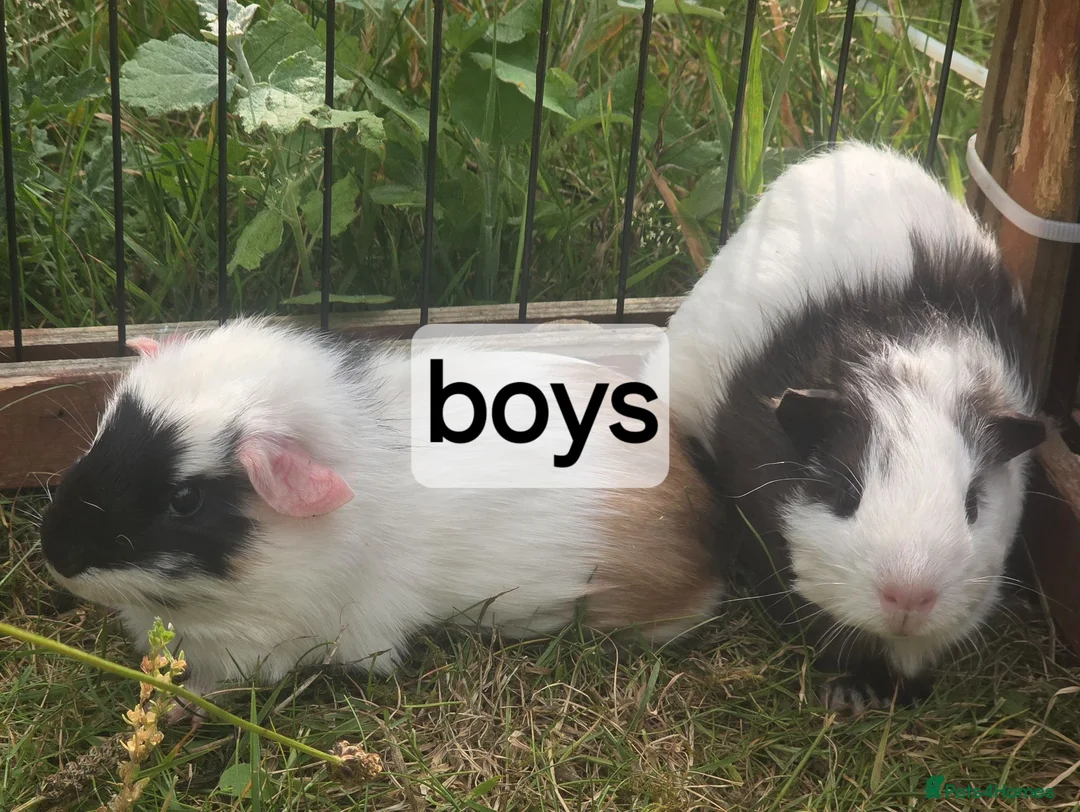 Guinea Pig rodents for sale: Mixed pairs of guinea pigs available  - Advert 1