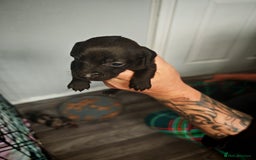 Dachshund dogs for sale: Dachshund puppies  - Image 5