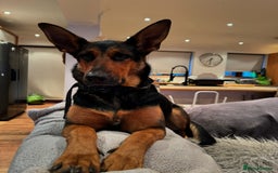 Mixed Breed dogs for sale: Beautiful Inca & handsome Nanuq  - Image 1