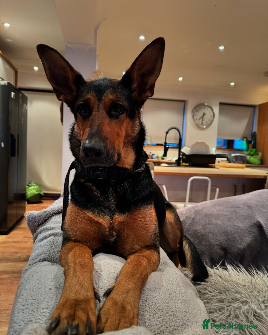 Mixed Breed dogs for sale: Beautiful Inca & handsome Nanuq  - Image 1