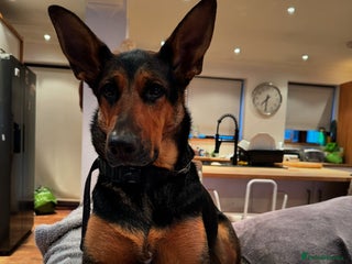Mixed Breed dogs - Advert 10