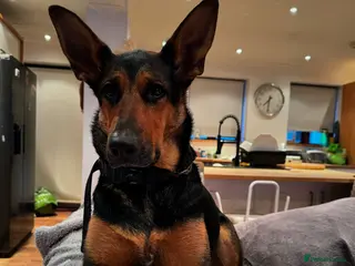 Mixed Breed dogs All sold Thanks - Advert 5