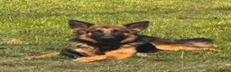 German Shepherd dogs for adoption: Bouncy Miley - Advert 3