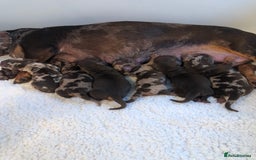 Miniature Dachshund dogs for sale: Short haired mini dachshund available🤎🤍🤎 - Image 1