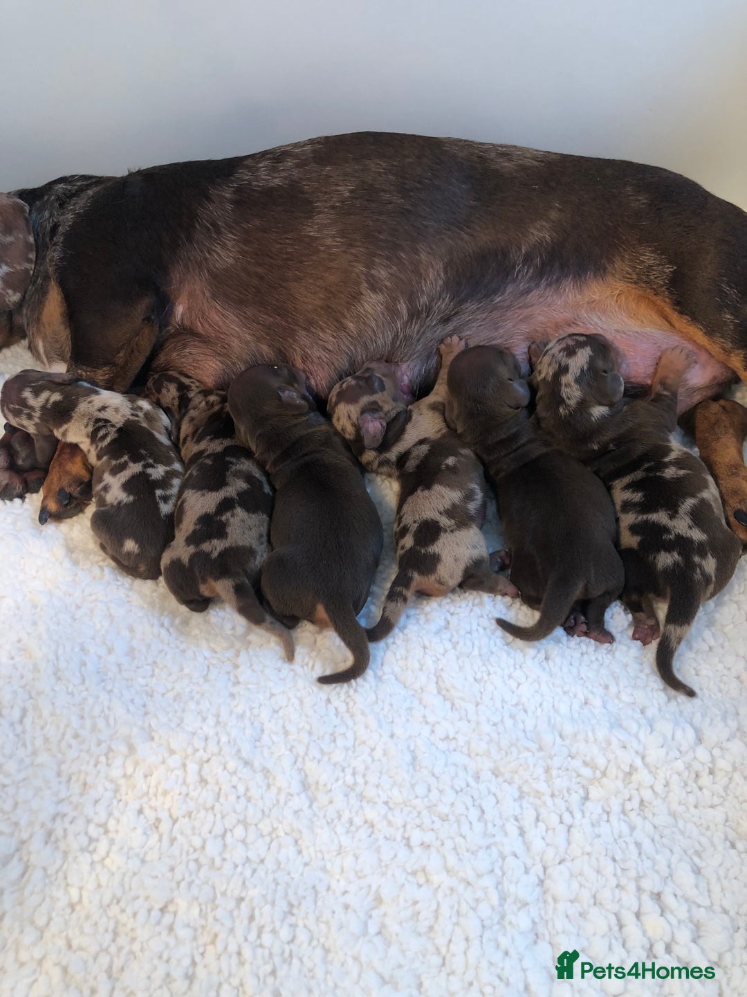 Miniature Dachshund dogs for sale: Short haired mini dachshund available🤎🤍🤎 - Image 1