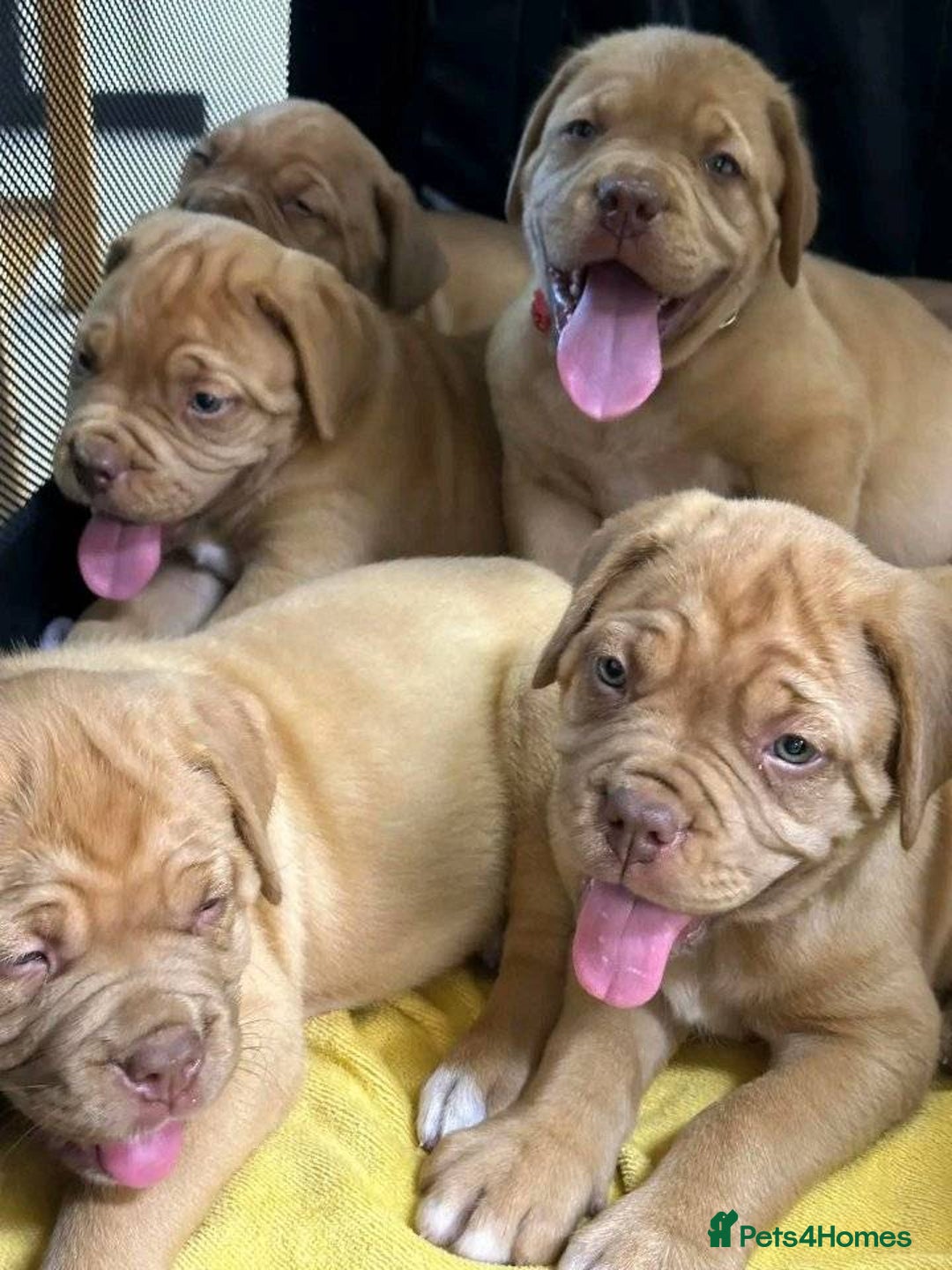 Dogue De Bordeaux dogs for sale: Dogue de Bordeaux puppies now available! - Image 9
