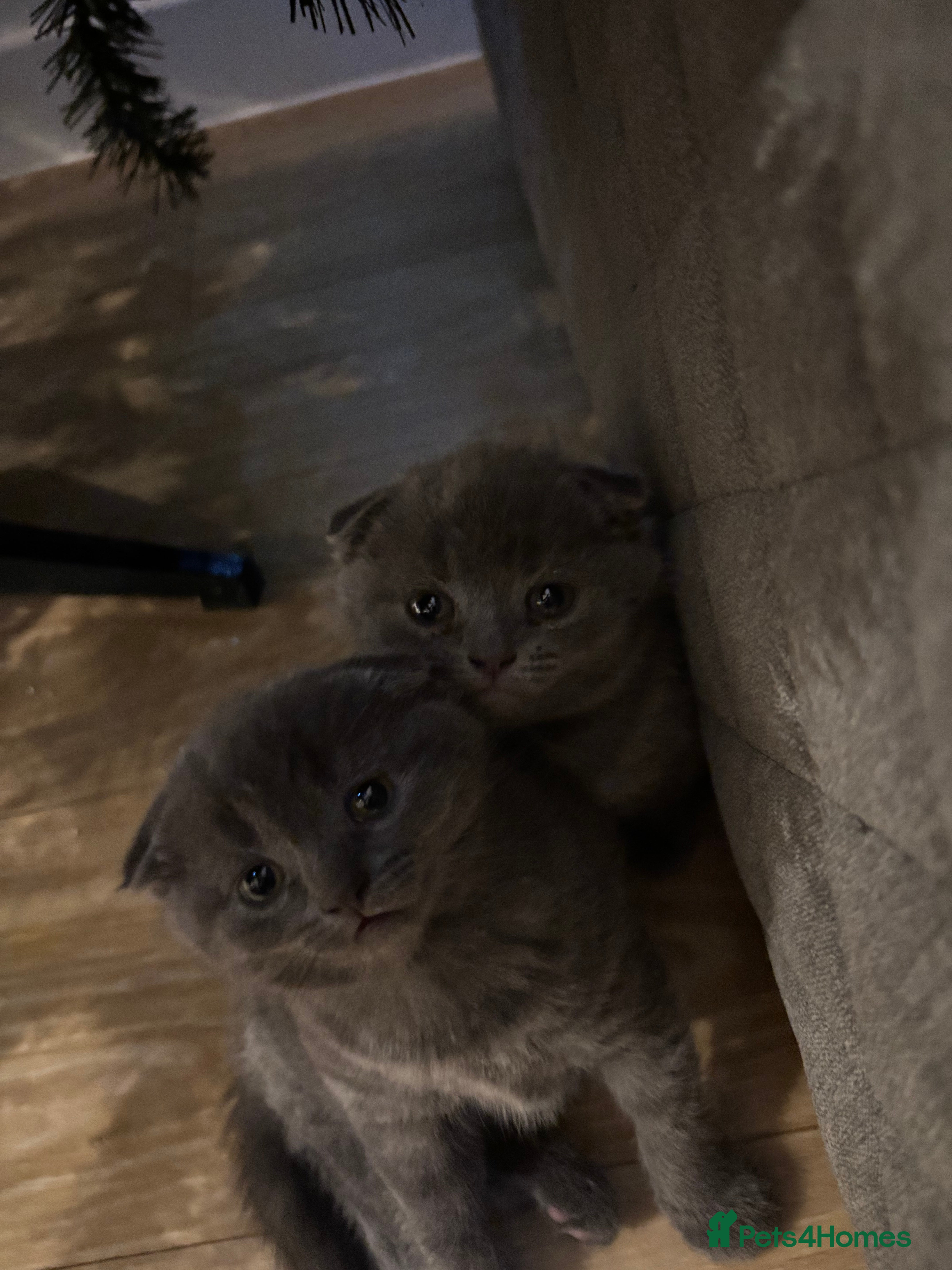 Scottish Fold cats Mother cat and Scottish fold kittens - Advert 3