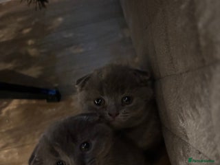 Scottish Fold cats Mother cat and Scottish fold kittens - Advert 5
