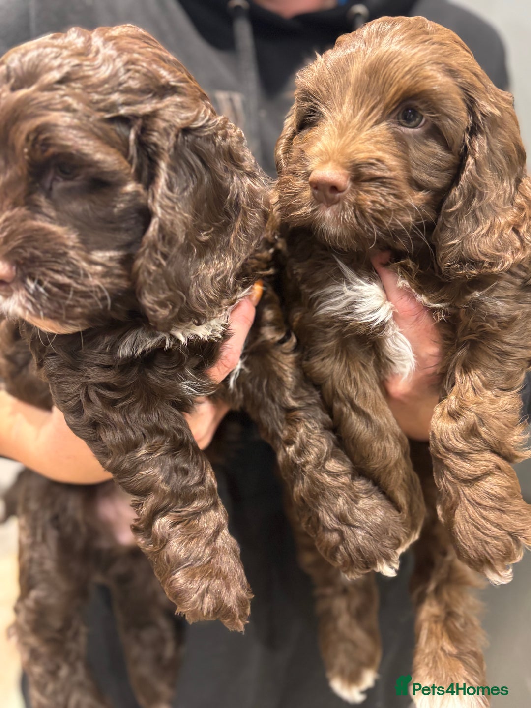 Cockapoo dogs for sale: F1 Chocolate Cockapoo pups - Advert 5