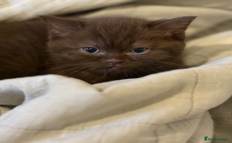 British Shorthair cats - Advert 3