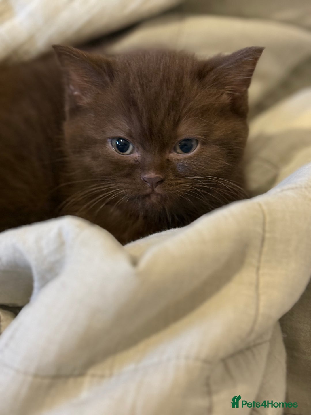 British Shorthair cats for sale: British Short hair - Image 1