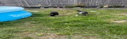 Mixed Breed dogs for sale: 2 male border collie pups ready to go now - Advert 7