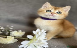 British Shorthair cats for sale: Beautiful British Shorthair kittens 🫶 - Image 5