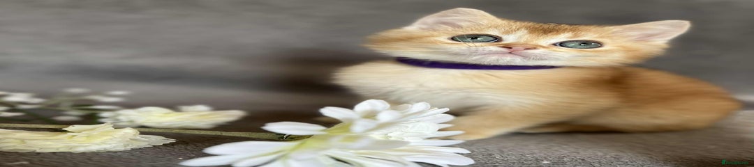 British Shorthair Kitten 3 - RESERVED