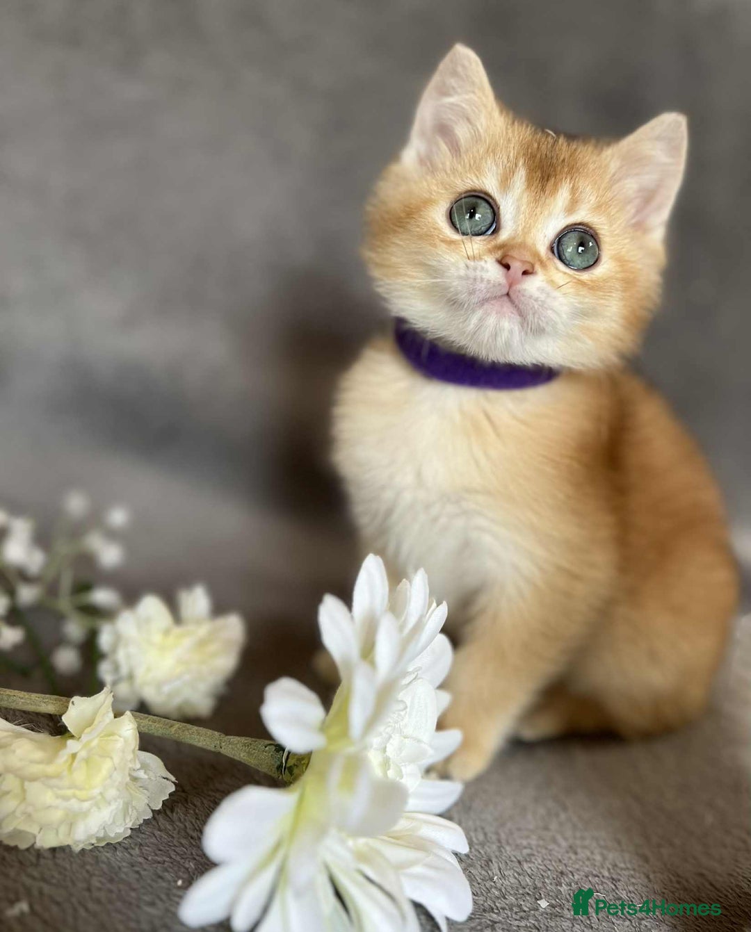 British Shorthair cats for sale: Beautiful British Shorthair kittens 🫶 - Image 5