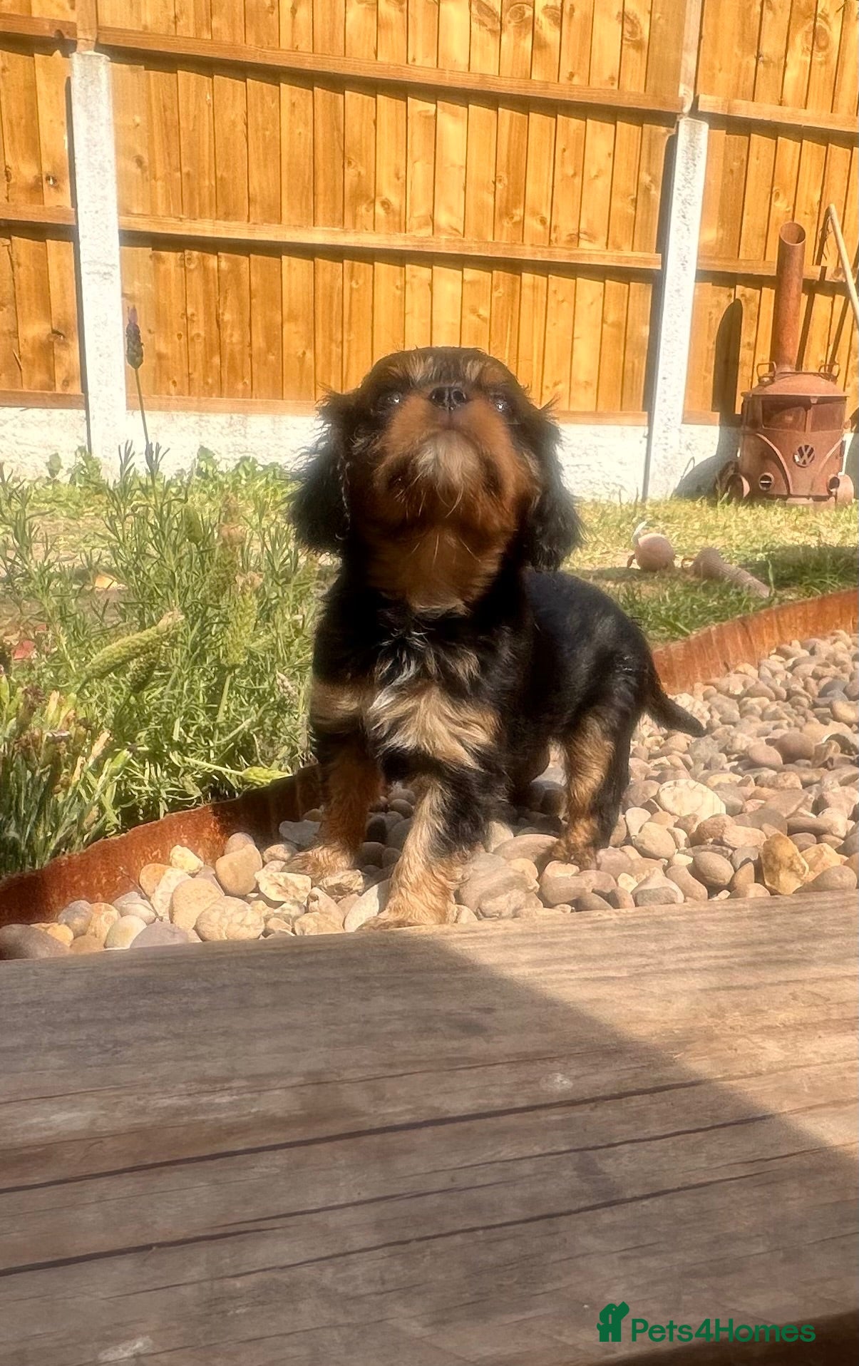 Cavalier King Charles Spaniel dogs Heath Tested KC Cavalier King Charles Puppies. - Advert 6