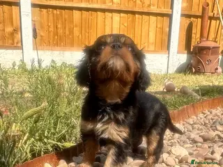 Cavalier King Charles Spaniel dogs Heath Tested KC Cavalier King Charles Puppies. - Advert 6