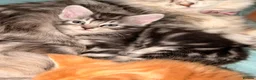 Maine Coon cats for sale: 3 x beautiful Mainecoon kittens in Colchester - Advert 19