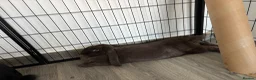 British Giant rabbits for sale: Giant lops both female  - Advert 4