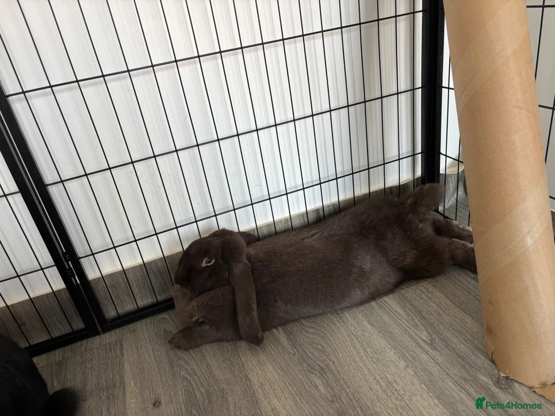 British Giant rabbits for sale: Giant lops both female  - Advert 4