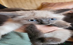 Ragamese cats for sale: Ragdoll x Siamese - Image 6
